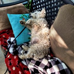 East Pennsboro Animal Clinic - My dog after Visit for very painful situation...love Doc and Carolyn! Thank you+