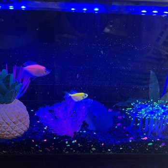 PetSmart - This is my fish Alive and we'll 5 min after set up . - Pet Training Near Me - Glen Cove, New York PetSmart - This is my fish Alive and we'll 5 min after set up . - Pet Training Near Me - Glen Cove, New York