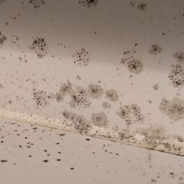 Black mold growing in our air conditioning. Black mold growing in our air conditioning.