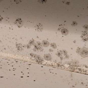 Kahana Beach Resort - Black mold growing in our air conditioning. - Hotels Near Me - Lahaina, Hawaii Kahana Beach Resort - Black mold growing in our air conditioning. - Hotels Near Me - Lahaina, Hawaii