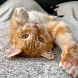 Mobile House Call Veterinarian: Euthanasia