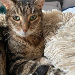 Dr 4 Pets - Our beautiful little man before he became ill. We are so grateful to Dr. Watson for helping him leave this world peacefully.