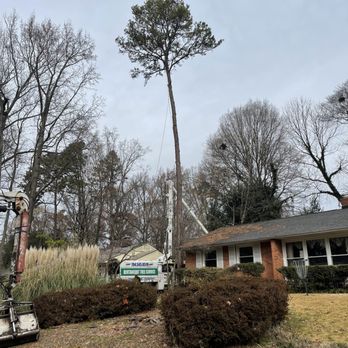 Bentancort Tree Service - Last one to go - Tree Services Near Me Bentancort Tree Service - Last one to go - Tree Services Near Me