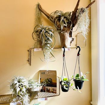 Deep Roots Greenery - Air plants - Nurseries & Gardening Near Me - Hampton, Virginia Deep Roots Greenery - Air plants - Nurseries & Gardening Near Me - Hampton, Virginia