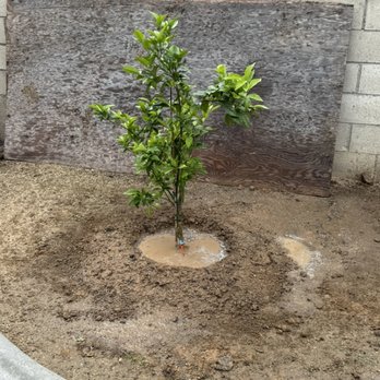 Henriquez Tree Service - Tree Services Near Me - Bakersfield, California