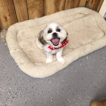 Adriana’s Pampered Pets - Pet Groomers Near Me - Ferrysburg, Michigan Adriana’s Pampered Pets - Pet Groomers Near Me - Ferrysburg, Michigan