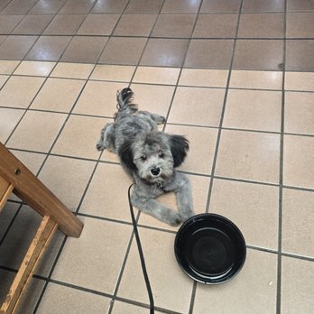 OlenaHi - They were so kind and gave my dog a bowl of water - Salad Near Me - Honolulu, Hawaii