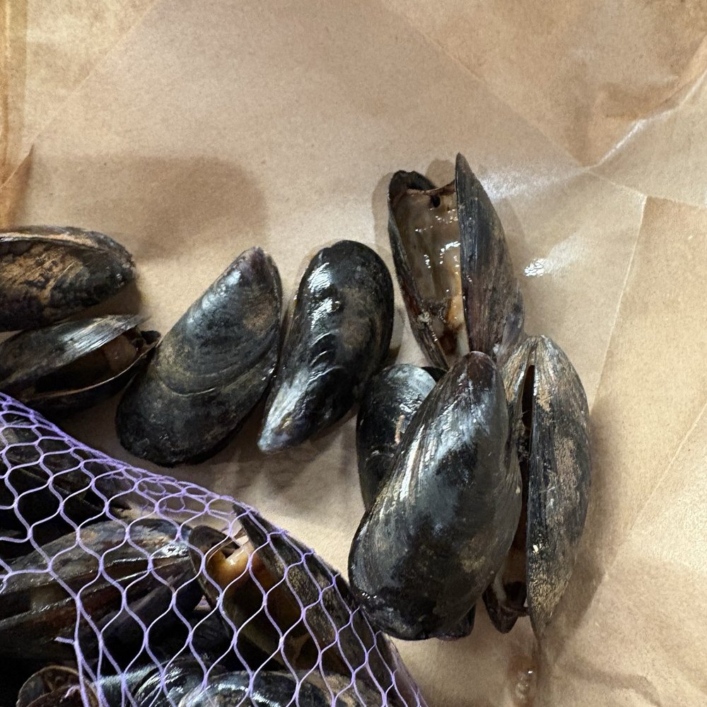 Mussels Mussels