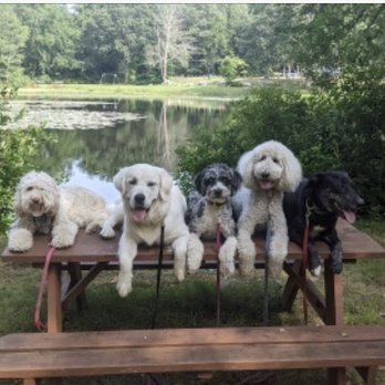 Rhodes Collar - Wally is obviously the one on the far right. - Pet Training Near Me - Stonington, Connecticut Rhodes Collar - Wally is obviously the one on the far right. - Pet Training Near Me - Stonington, Connecticut