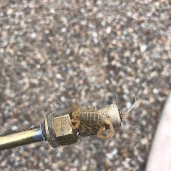 Bug Out Pest Control - Scorpion control - Pest Control Near Me - Yuma, Arizona Bug Out Pest Control - Scorpion control - Pest Control Near Me - Yuma, Arizona
