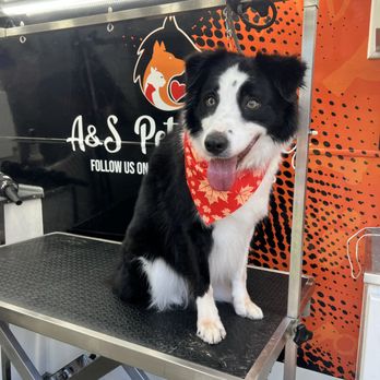 A&S Pet Services Corp - Pet Groomers Near Me A&S Pet Services Corp - Pet Groomers Near Me