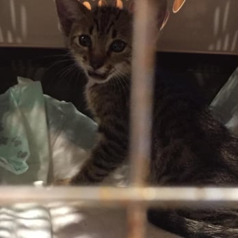 Pep Boys - This is the tiny kitten Stefan and Alex got out of the dashboard of my RAV4. - Tires Near Me - Jacksonville, Florida Pep Boys - This is the tiny kitten Stefan and Alex got out of the dashboard of my RAV4. - Tires Near Me - Jacksonville, Florida