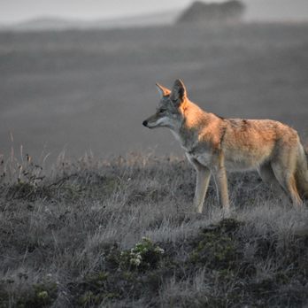 Point Reyes National Seashore - Coyote - Parks Near Me - Point Reyes Station, California Point Reyes National Seashore - Coyote - Parks Near Me - Point Reyes Station, California