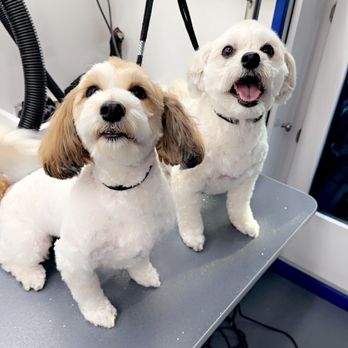 Pawadise Grooming - Fresh holiday groom for these sisters today! - Pet Groomers Near Me - San Diego, California Pawadise Grooming - Fresh holiday groom for these sisters today! - Pet Groomers Near Me - San Diego, California