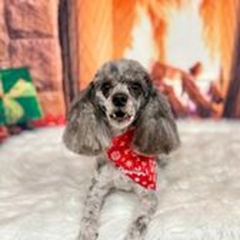 Dog Gone Classy - Pet Boarding Near Me - Columbia, Kentucky Dog Gone Classy - Pet Boarding Near Me - Columbia, Kentucky