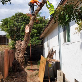 Charles Tree Service - Tree Services Near Me - Lemon Grove, California Charles Tree Service - Tree Services Near Me - Lemon Grove, California