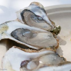 Toronto's Festival of Beer - Oysters from Oyster Boy