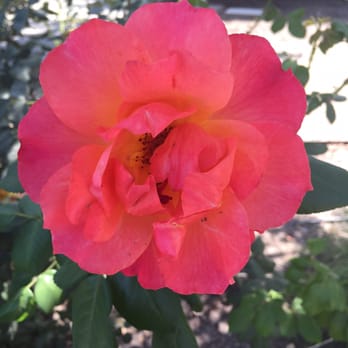Belle de Jour Inn - An example of the roses on the grounds. - Bed & Breakfast Near Me - Healdsburg, California