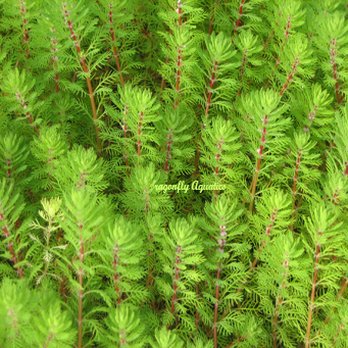 Koi Smart - a close up of a green plant - Nurseries & Gardening Near Me - Riviera Beach, Florida Koi Smart - a close up of a green plant - Nurseries & Gardening Near Me - Riviera Beach, Florida