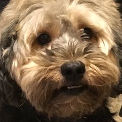 Paws Pet Grooming - I'm Charlie Lola's bro!