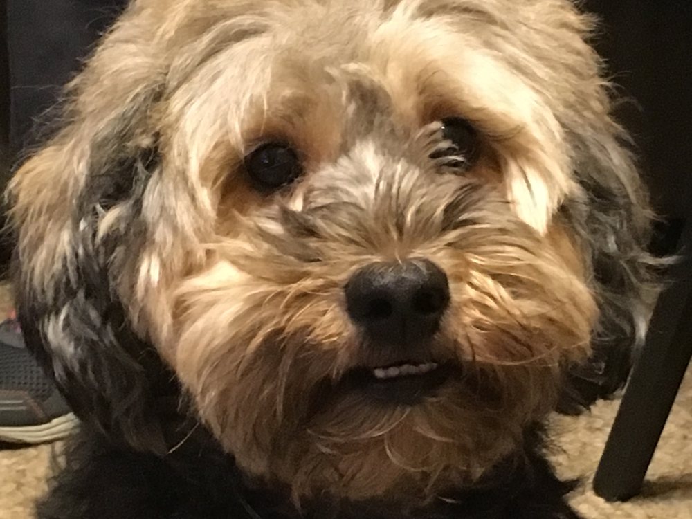 PAWS PET GROOMING Updated September 2024 10 Photos & 35 Reviews