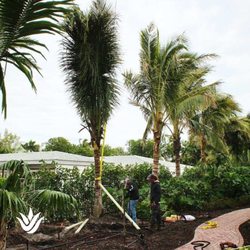 Landcrafters Florida - Coconut Palms installation by Landcrafters.