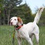 Photo of Hedgerow Kennel & Hunt Club