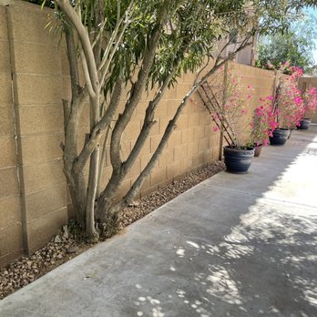 Gaytan's Landscape and Tree Services - Side yard - Landscaping Near Me