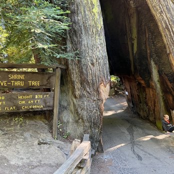 Shrine Drive Thru Tree - Landmarks & Historical Buildings Near Me - Meyers Flat, California