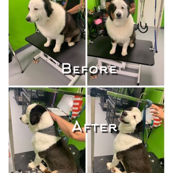 Caring Paws - Shelby - Pet Groomers Near Me - Orange City, Florida