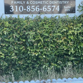 1. Eyvazi Dental