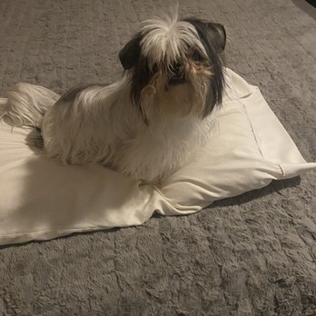 Pretty Pupz - Before - Pet Groomers Near Me