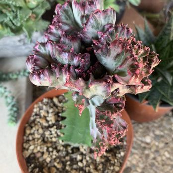 Elwood Nursery - Vibrant cactus. - Nurseries & Gardening Near Me - Rllng Hls Est, California