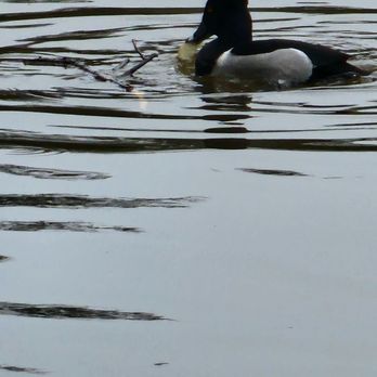 Dos Picos County Park - Ducks on the pond - Parks Near Me - Ramona, California