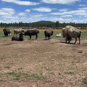 Bearizona - Bison - Zoos Near Me - Williams, Arizona