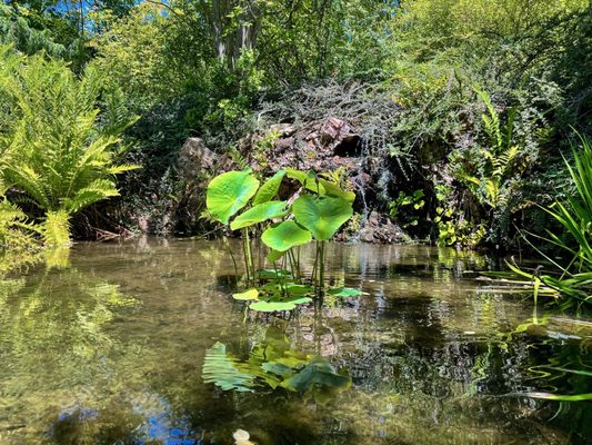 Sonoma Botanical Garden by null