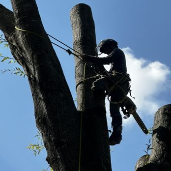Lucky's Tree Experts - Tree Services Near Me - Jackson, Mississippi Lucky's Tree Experts - Tree Services Near Me - Jackson, Mississippi