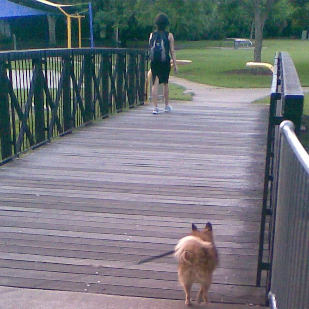 Woolcock Park - Bridge from the tunnel under Waterworks Road leading to Woolcock Park. - Parks Near Me - Ashgrove, QLD