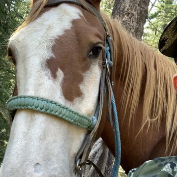 White Cloud Outfitters - Jim the stud - Horseback Riding Near Me White Cloud Outfitters - Jim the stud - Horseback Riding Near Me