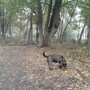 Waterman St Dog Park - Roo exploring the trails - Dog Parks Near Me - Providence, Rhode Island Waterman St Dog Park - Roo exploring the trails - Dog Parks Near Me - Providence, Rhode Island