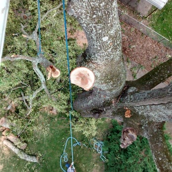 Cornerstone Tree Service - This picture shows the downward view from the top of a 120 foot Oak Tree. - Tree Services Near Me - Alabaster, Alabama Cornerstone Tree Service - This picture shows the downward view from the top of a 120 foot Oak Tree. - Tree Services Near Me - Alabaster, Alabama