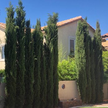 Troy's Tree Service - Cypress trees before - Tree Services Near Me - North Las Vegas, Nevada Troy's Tree Service - Cypress trees before - Tree Services Near Me - North Las Vegas, Nevada