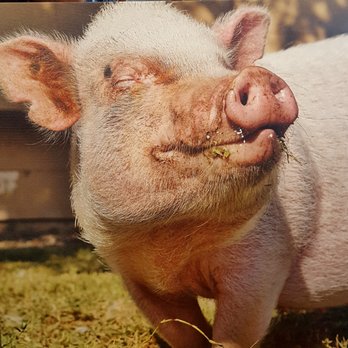 SacTown VegFest - Ethel the Pig! - Festivals Near Me - Sacramento, California SacTown VegFest - Ethel the Pig! - Festivals Near Me - Sacramento, California