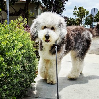 The Pet Wash - This was before and I only asked for a trim - Pet Groomers Near Me - El Segundo, California The Pet Wash - This was before and I only asked for a trim - Pet Groomers Near Me - El Segundo, California