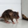 Photo of Pest Management Services