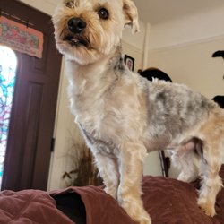 Reliable Grooming