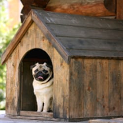 Beechill Pet Supplies