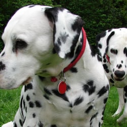 Petsparkle