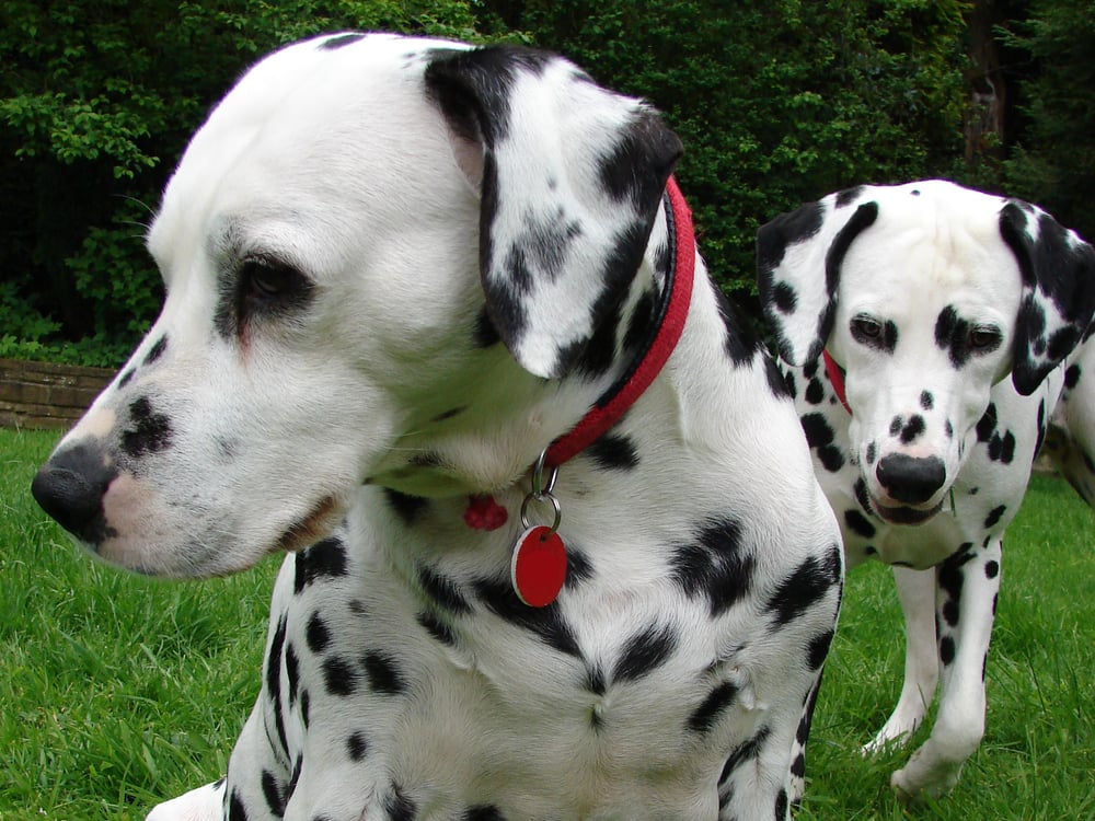 PETSPARKLE nearby at 5 Westmoreland Street, Harrogate, North Yorkshire