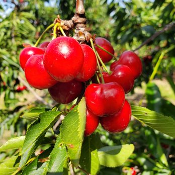 Freitas Cherry Ranch - Pick Your Own Farms Near Me - Brentwood, California Freitas Cherry Ranch - Pick Your Own Farms Near Me - Brentwood, California